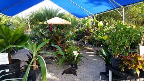 Shade Plants