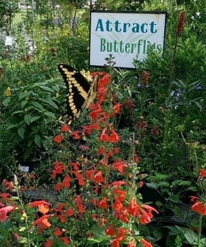 Attract Butterflies